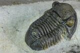 Gerastos Trilobite Fossil - Foum Zguid, Morocco #125188-3